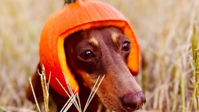 Weiner dog halloween costume sale