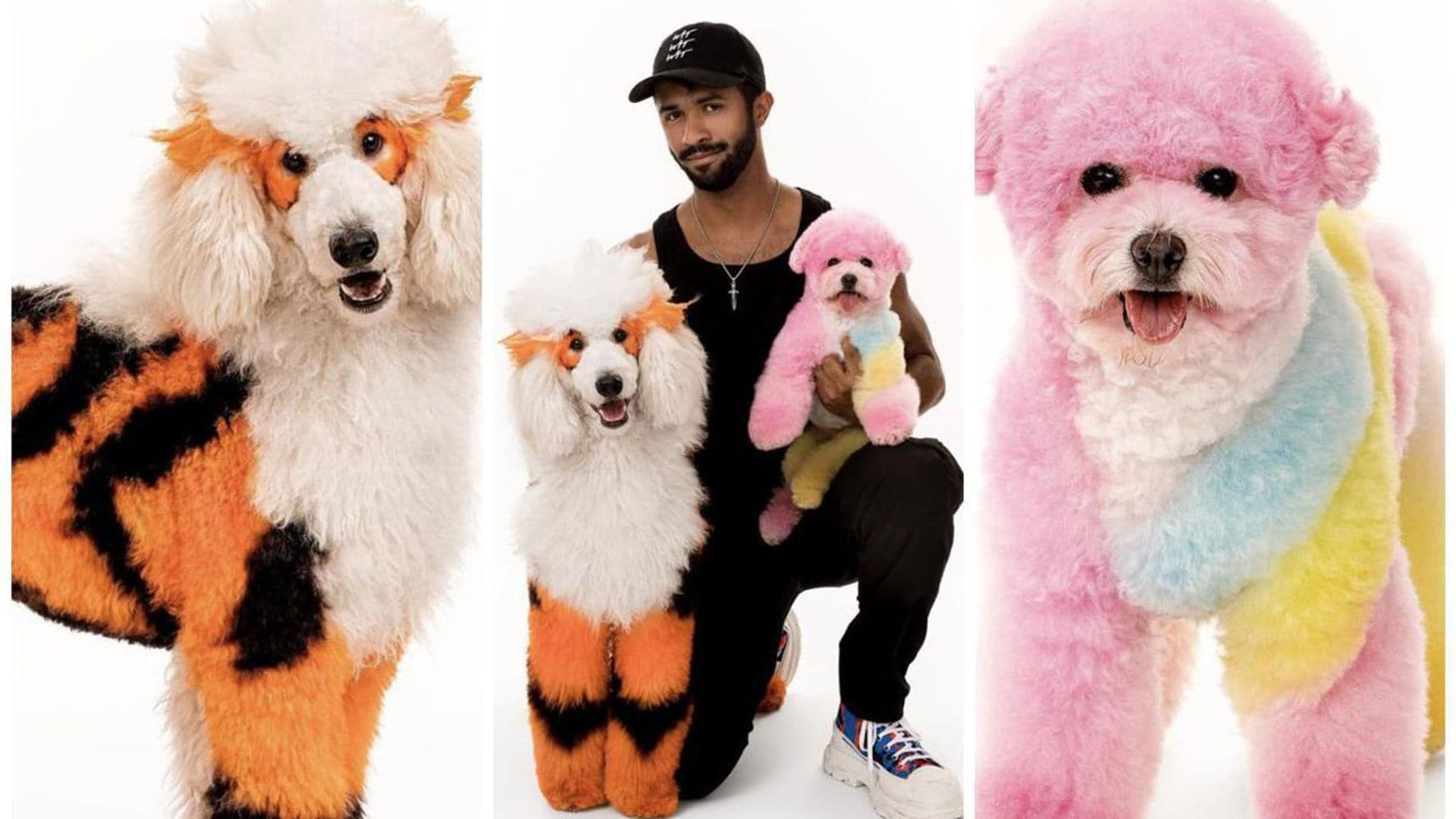 Dog lovers: Everything you need to know about creative grooming and the best advice for anxious dogs