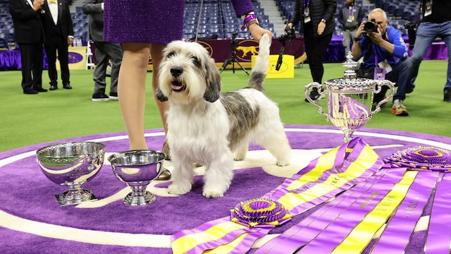 Buddy Holly, the Petit Basset Griffon Vendeen, winner of the Hound Group, wins Best in Show at the 147th Annual Westminster Kennel Club Dog Show