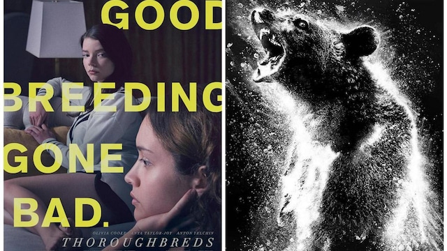 Thoroughbreds