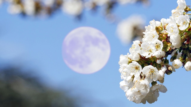 The flower full Moon of May
