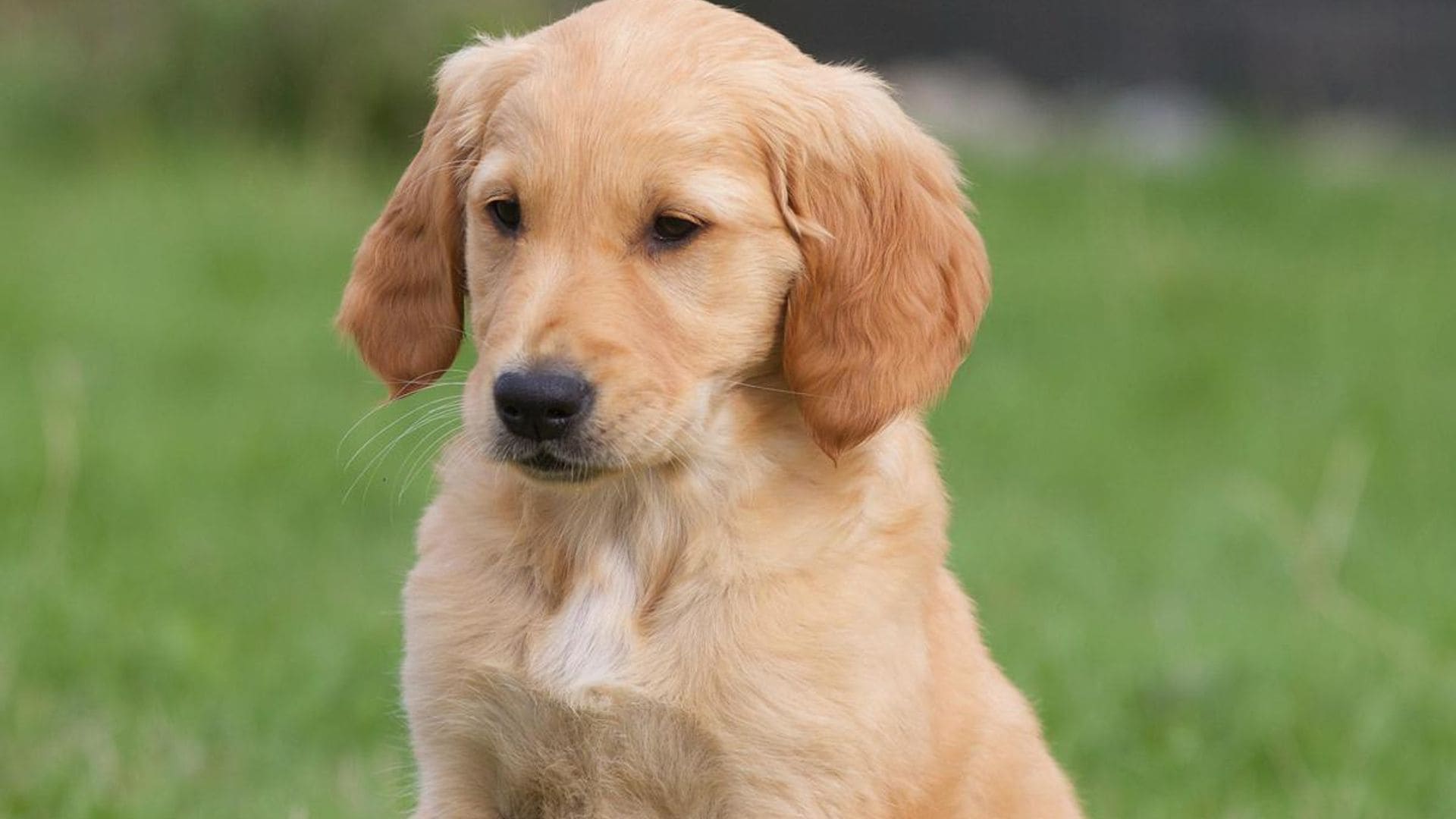 Pet of the week: This adorable golden retriever received the gift of a lifetime
