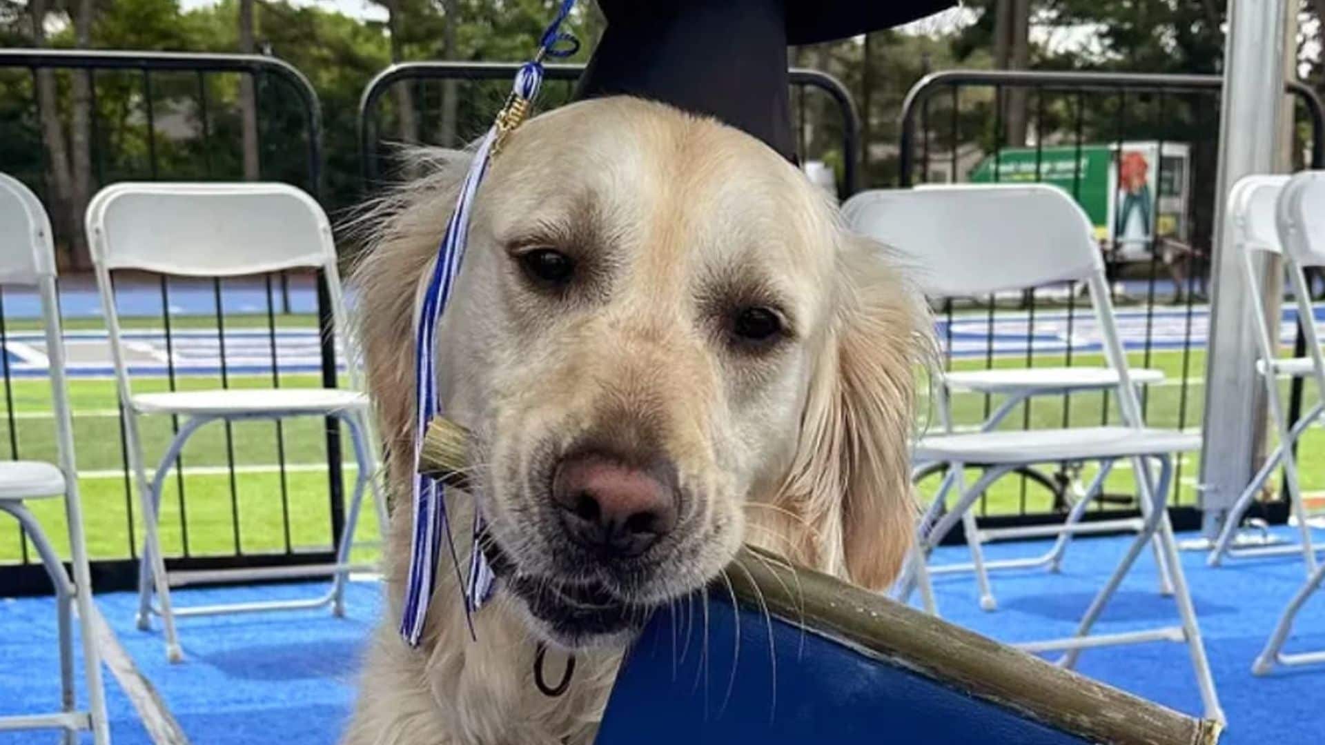 Pet of the week: This dog graduated from high school after becoming friends with all the students