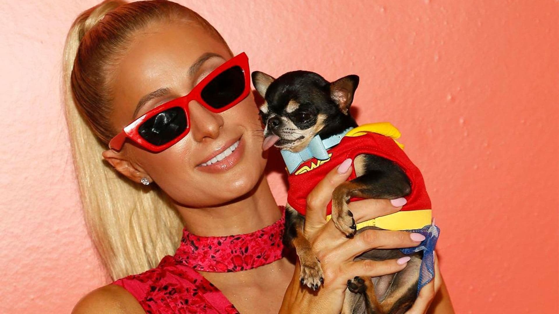 Paris Hilton hires seven pet mediums amid search for her missing dog Diamond Baby