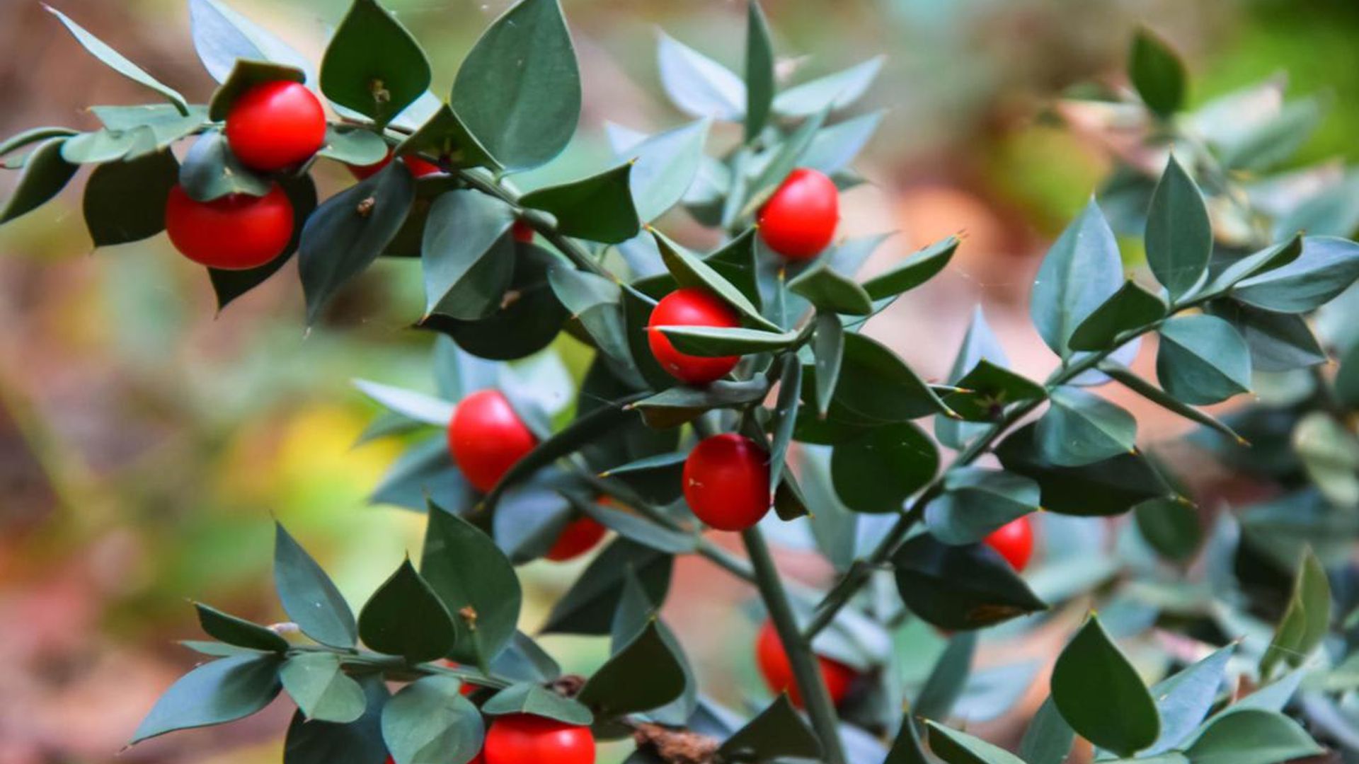 Tired legs? Try a natural treatment