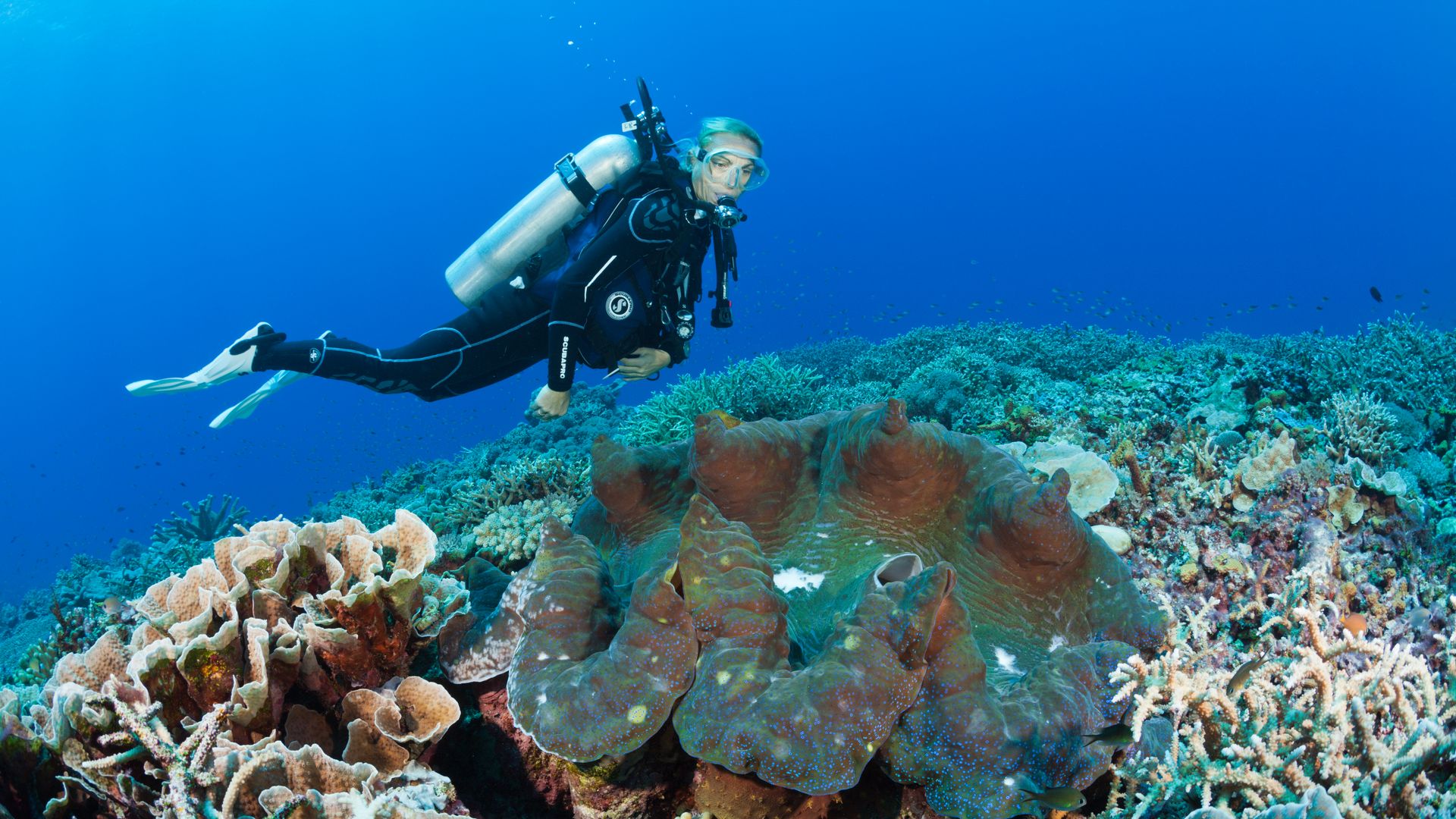 Giant Clam in Coral Reef, Tridacna squamosa, Mary Island, Solomon Islands