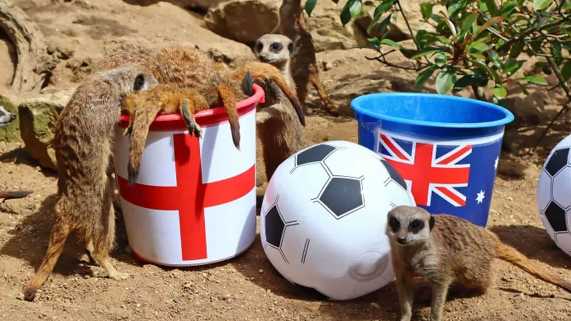 England’s advancement to World Cup final was predicted by mystic meerkats