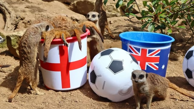 The Mystic Meerkats