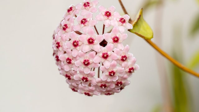 Closeup of the beautiful flowers of a Wax Flower Hoya plant 