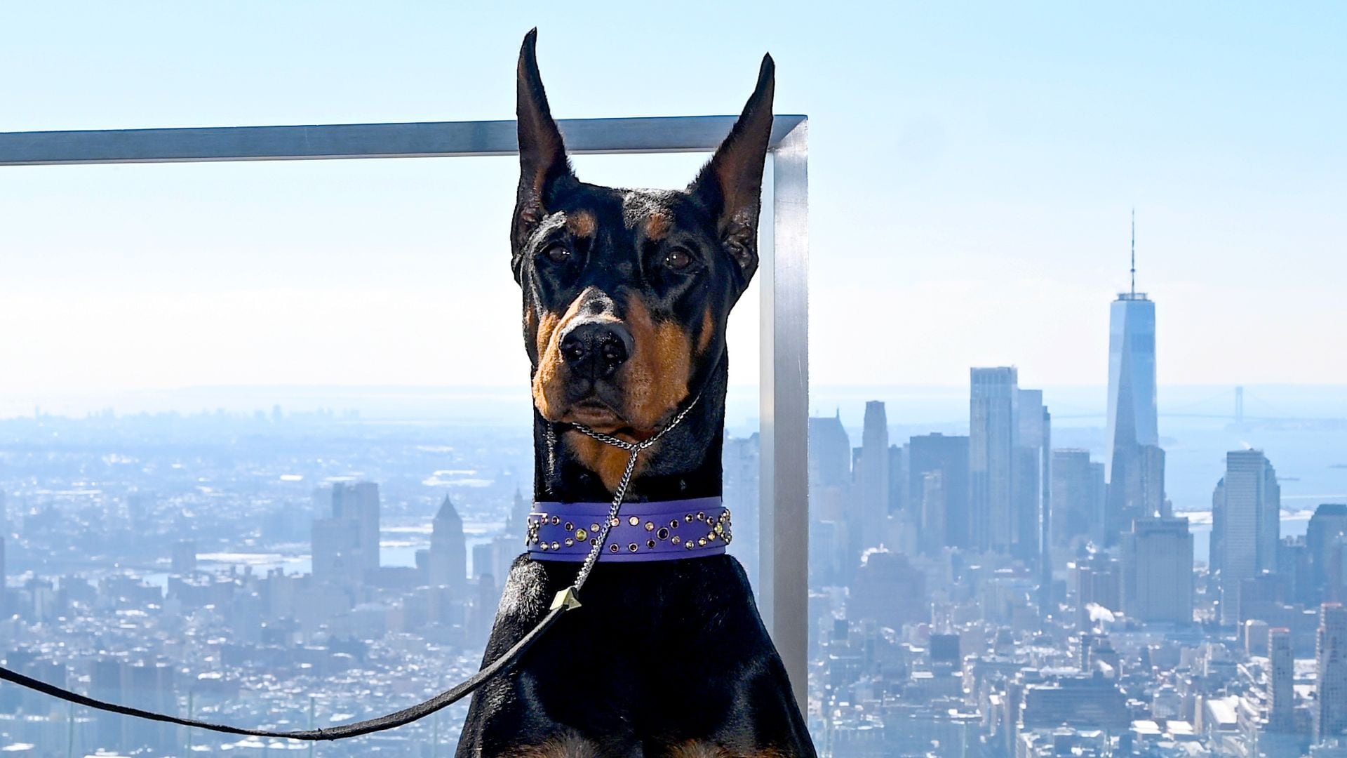 Penny the Doberman looks ahead to her mom life after winning Best in Show at Westminster
