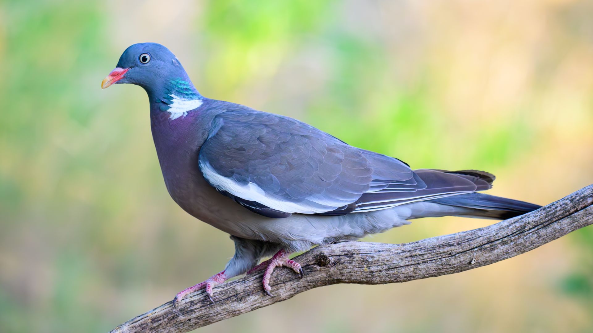 https://www.hola.com/us/horizon/landscape/e26ac0528828-16-july-2026-brandenburg-sieversdorf-a-wood-pigeon-photo-patrick-pleul-dpa.jpg?im=Resize=(1200)