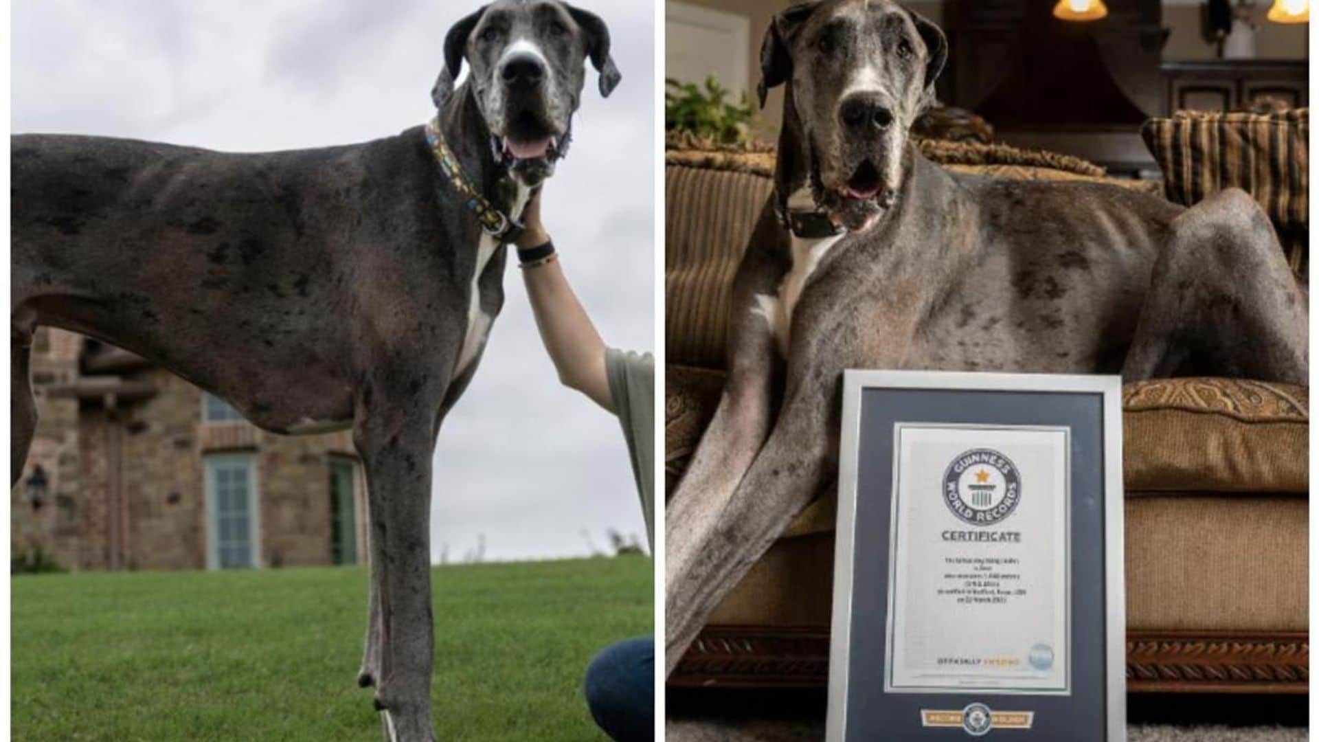 Pet of the week: Meet Zeus the Great Dane, the tallest dog in the world
