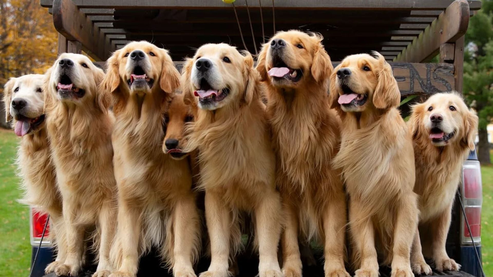 Pet of the week: This Golden Retriever farm allows guests to play with adorable pups