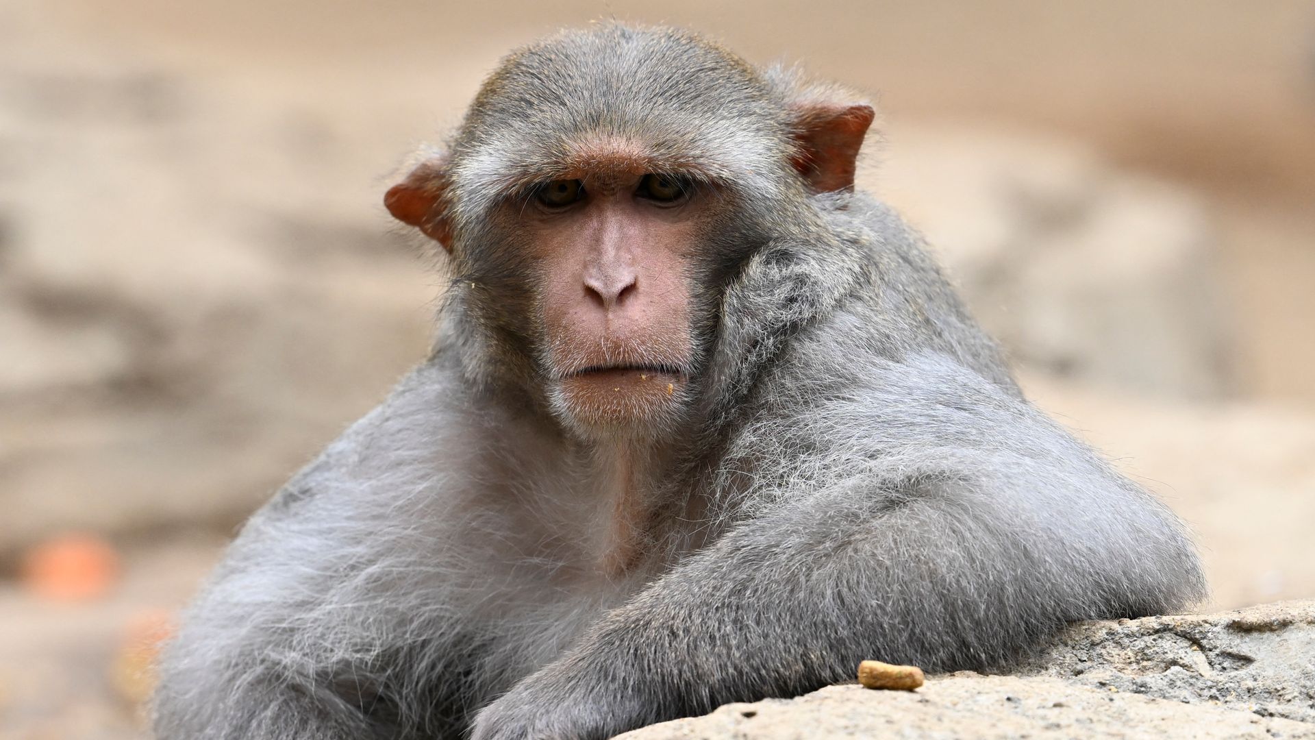 Mississippi mom takes aim at one of the escaped lab monkeys in her backyard