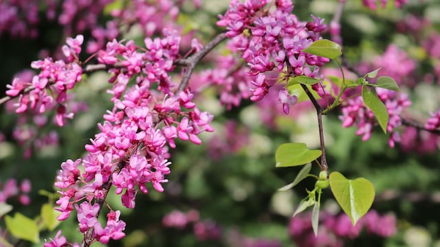 Judas Tree planting guide - Redbud tree (Cercis canadensis)