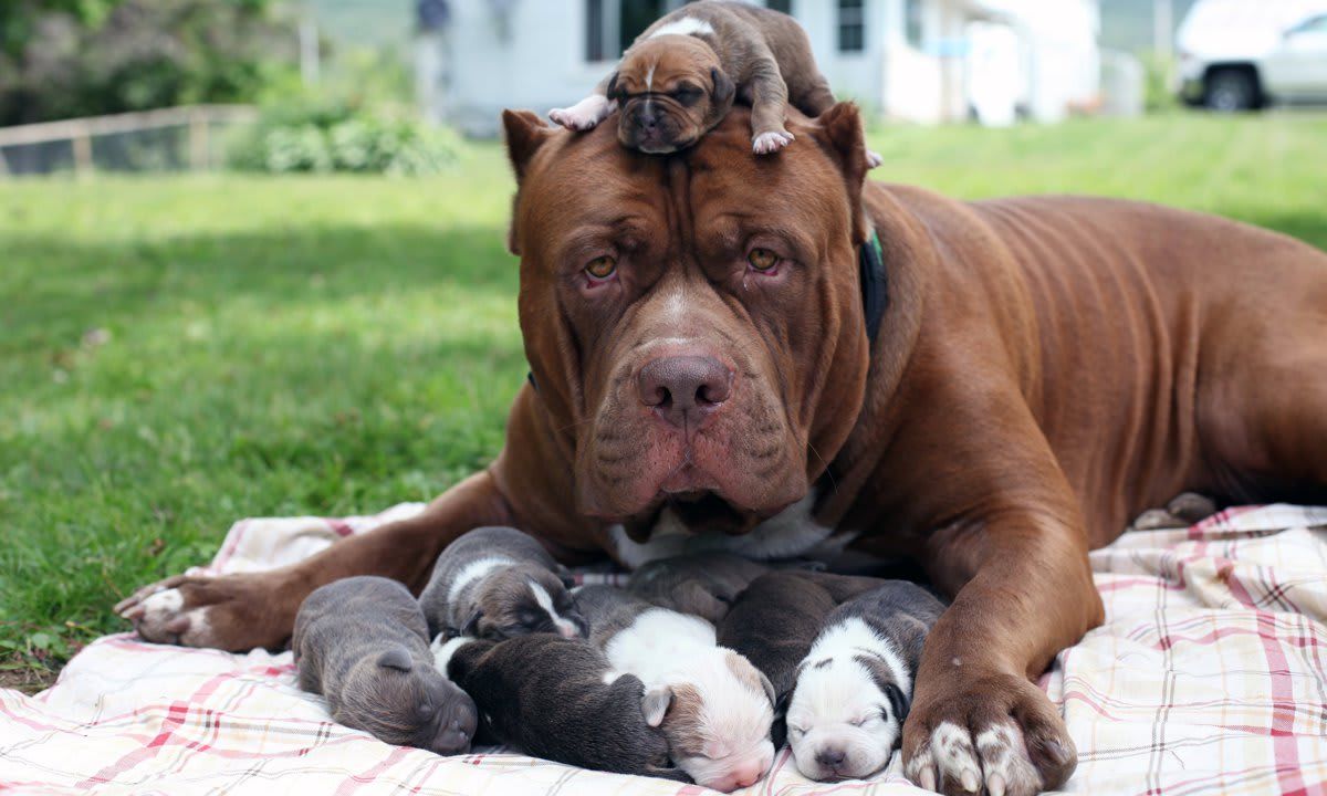 Giant Pit Bull Hulk's $500,000 Puppy Litter