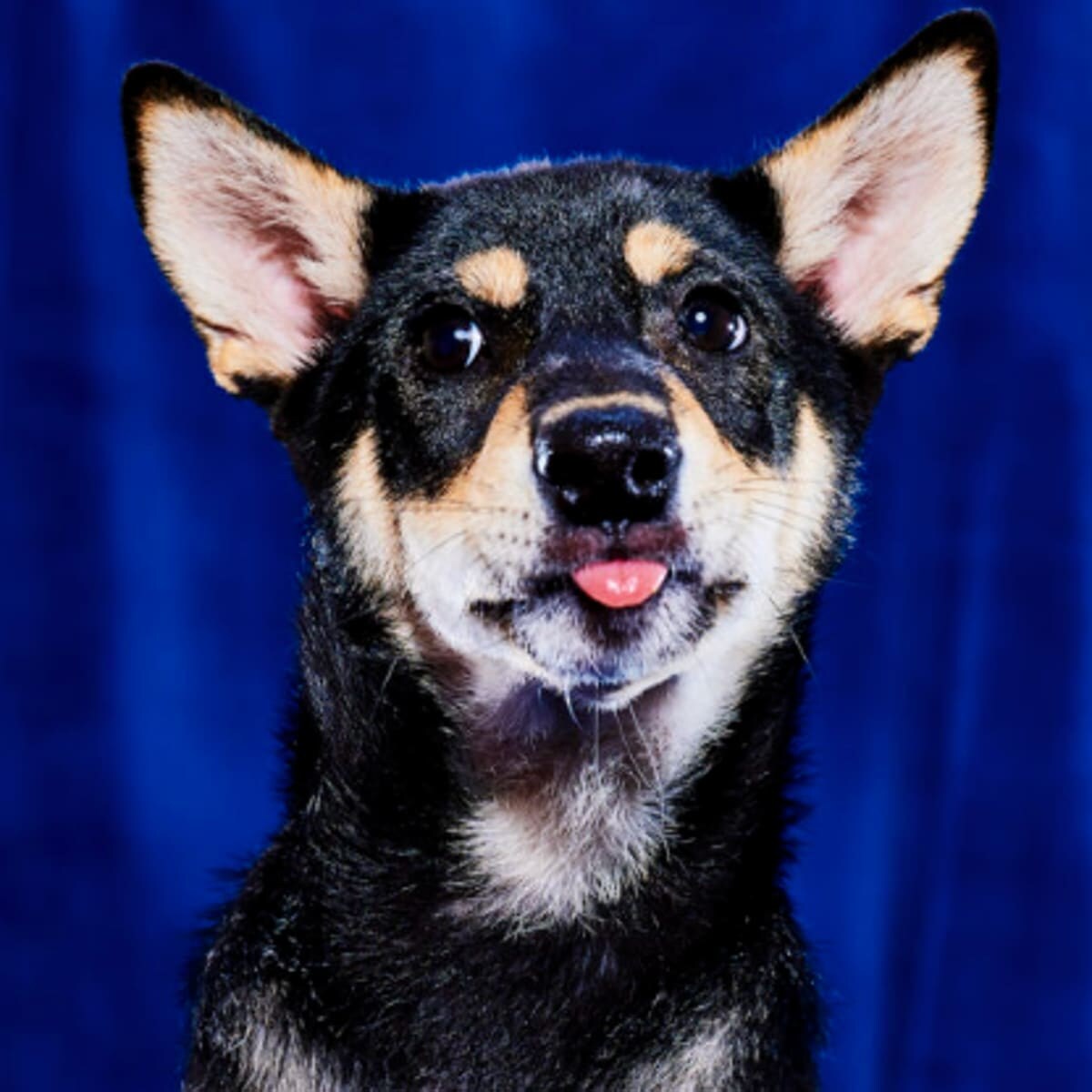 Rascal, Team Fluff - Miami-Dade County Animal Services
