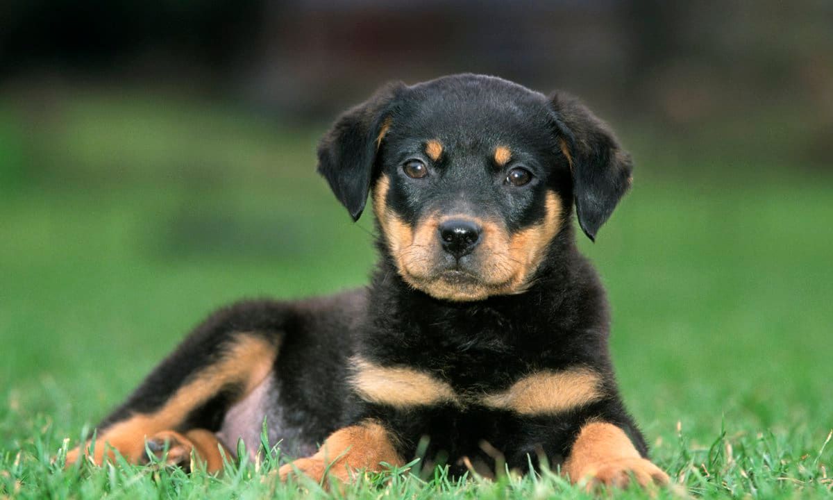 Rottweiler puppy