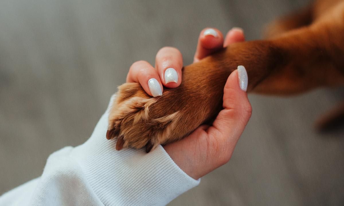 Can pets help improve our mood and personality?