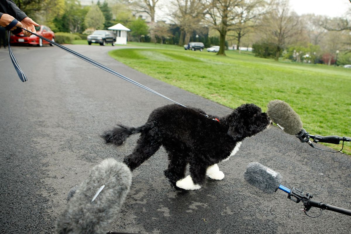 U.S. President Barack Obama's new dog, a Portuguese water dog named Bo, sniffs a microphone during his introduction to the White House press corps