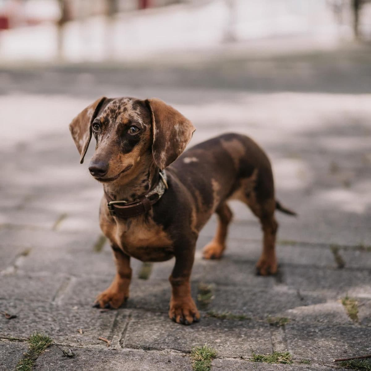 Dachshund