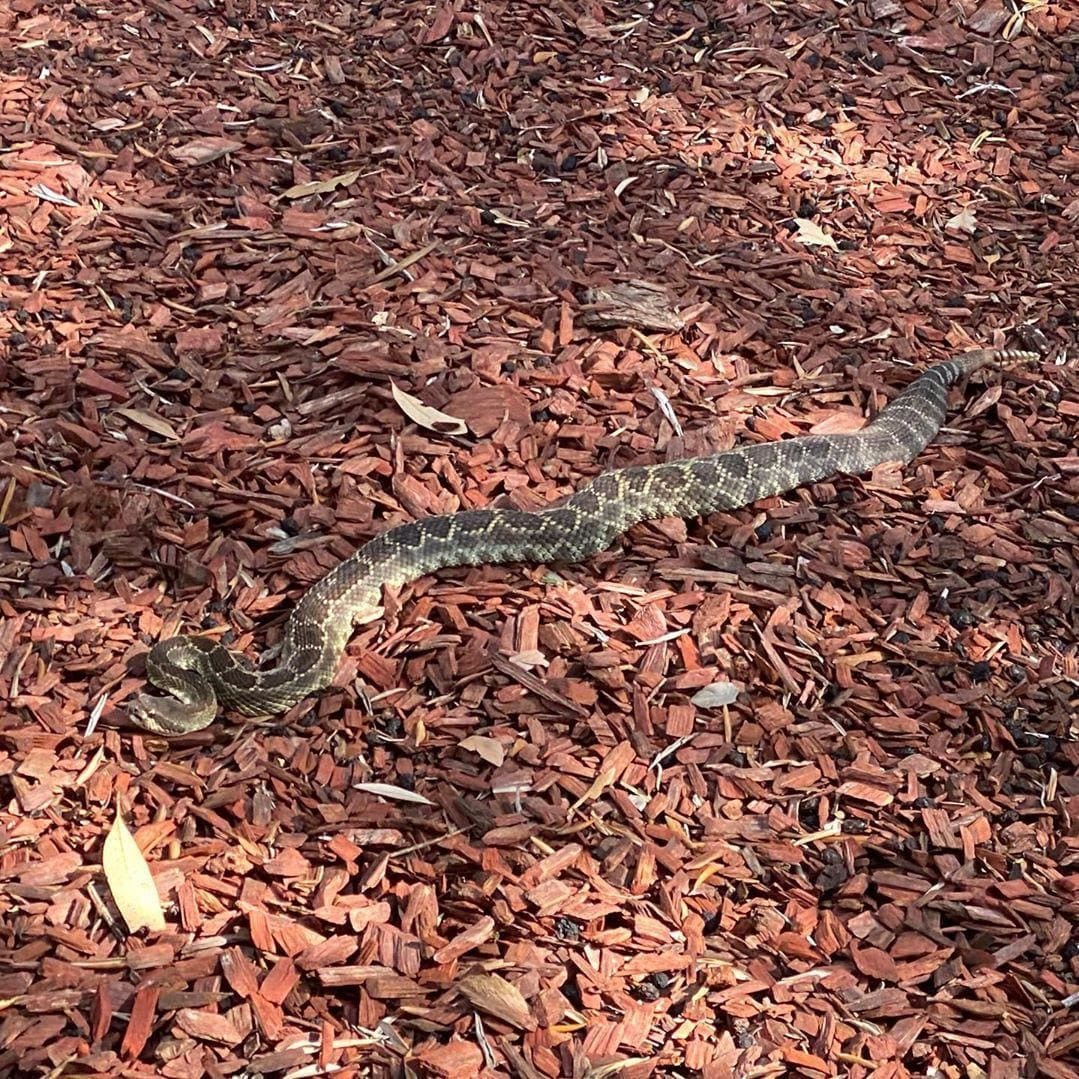 rattle snake