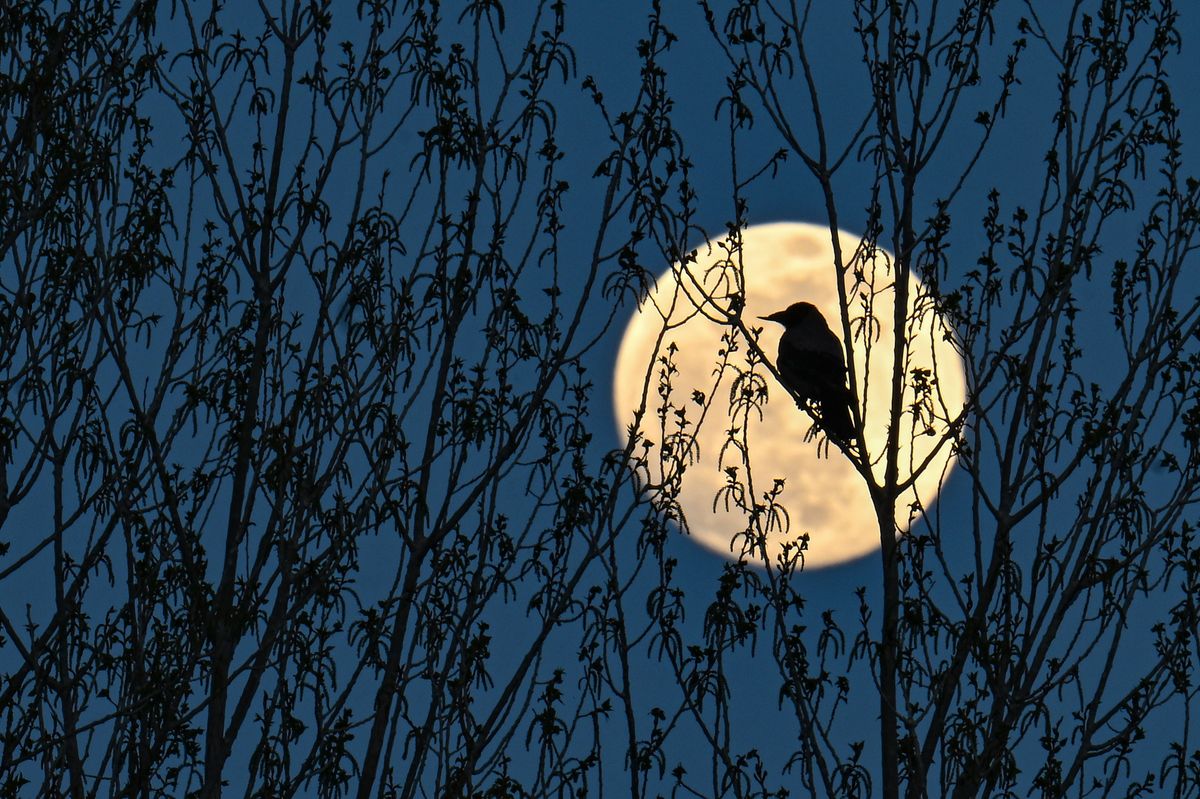 May's full Flower moon