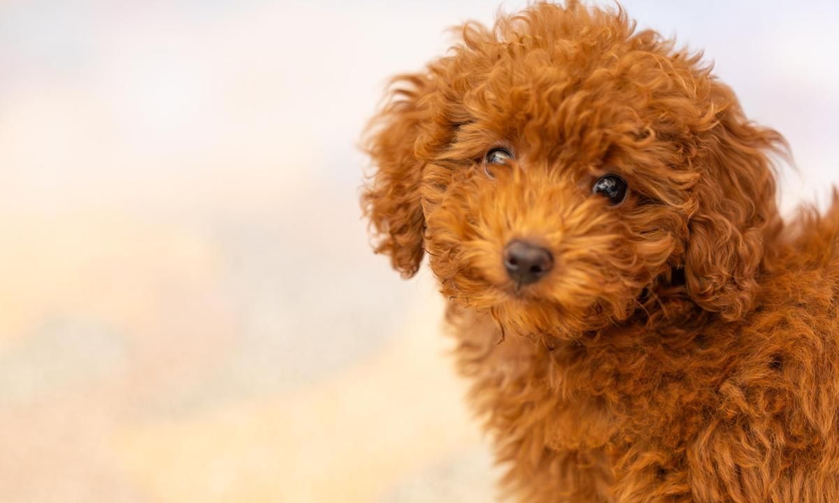 Puppy Of Poodle Toy