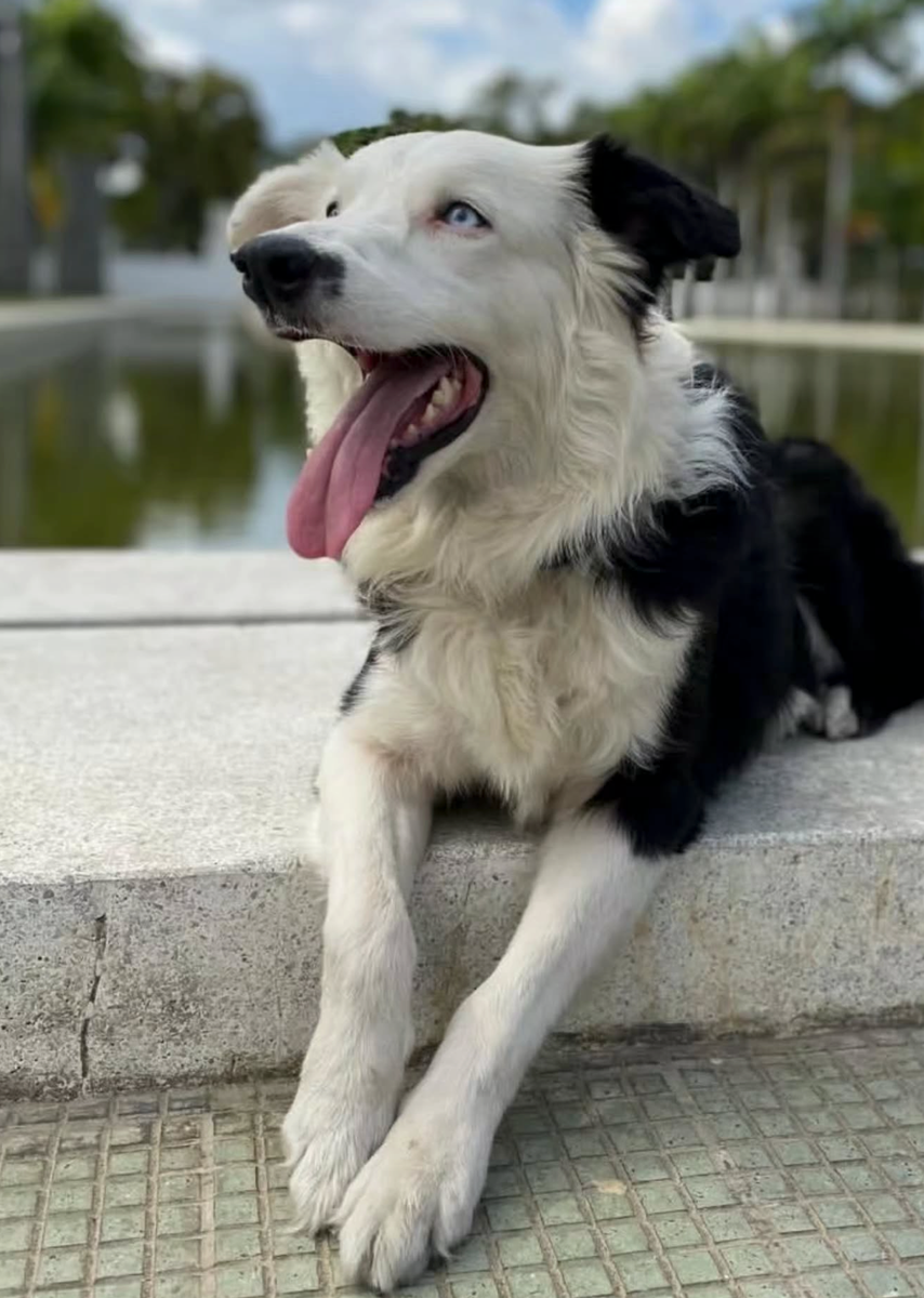 The Border Collie previously participated in international rescue efforts following the devastating earthquakes in Turkey and Syria in 2023.