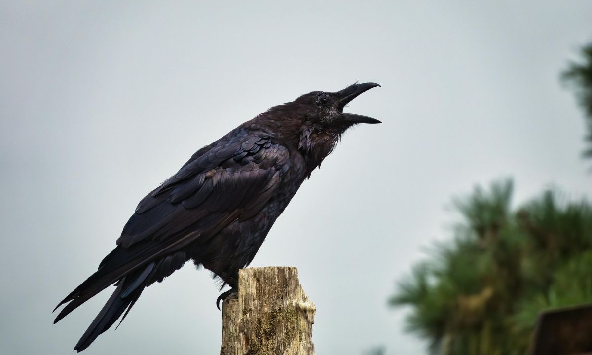 Discover your spirit animal based on your birth date