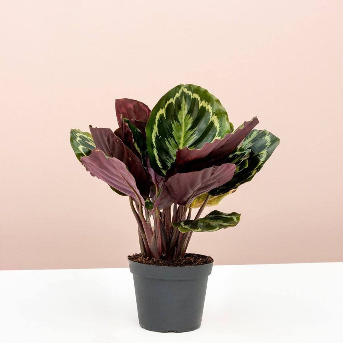 Peacock Plant