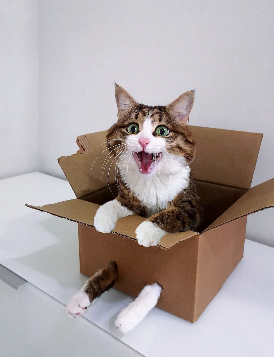 Expressive Cat Pet of the week: Meet Rexie, the most expressive cat in the world AKA ...