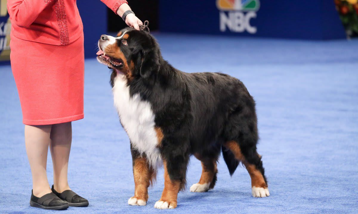 The National Dog Show Presented by Purina - Season 2021