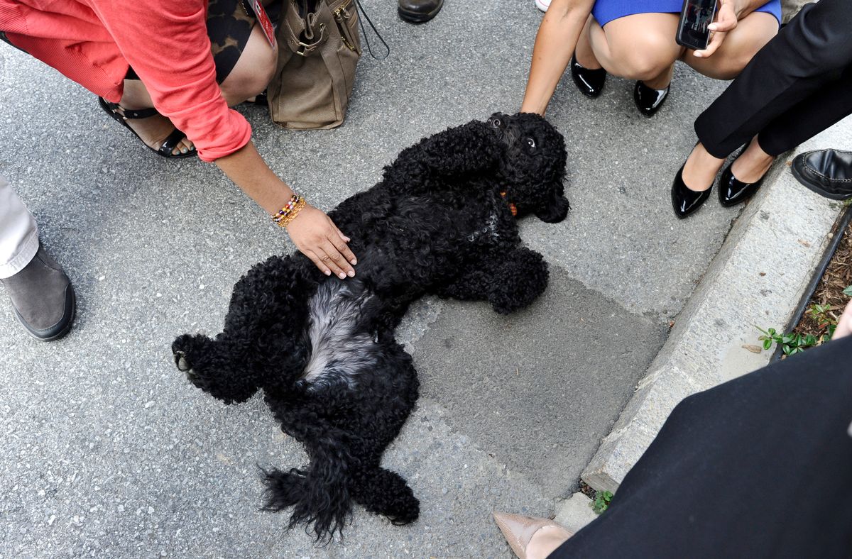 US President Barack Obama's family dog Sunny, a Portuguese water dog who arrived at the White House on August 19, 2013