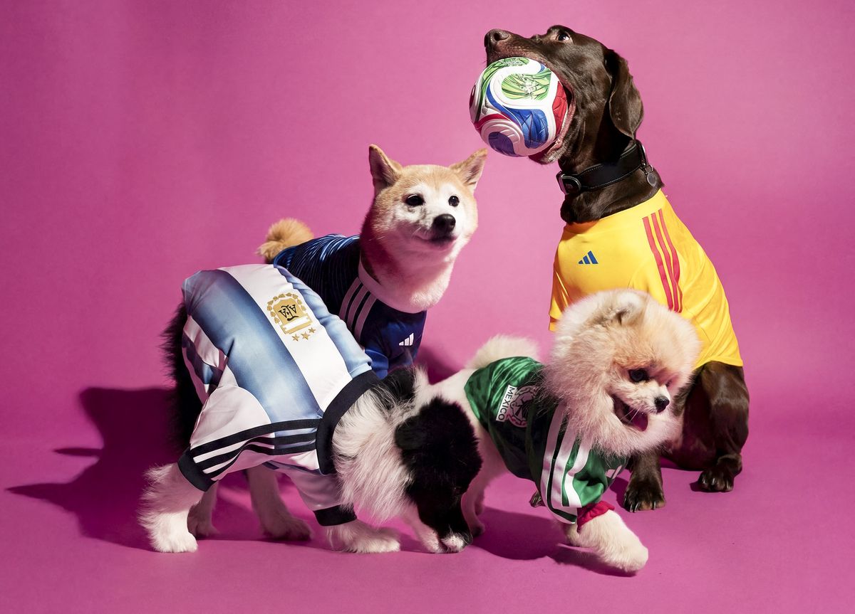 Photo © 2026 Best Image/The Grosby Group
 
Adidas is giving football-loving pet owners a stylish way to include their four-legged companions in the excitement of the 2026 FIFA World Cup with the launch of its new pet jersey collection.

The collection features miniature kits inspired by four major national teams competing in the tournament: reigning champions Argentina, along with Mexico, Colombia, and Japan. Each jersey mirrors the design of the official home shirts, complete with the national federation crest and adidas logo.

Rather than simply shrinking down the human versions, the garments have been specially engineered for pets, with a tailored design that accommodates the anatomy of four-legged fans while ensuring a comfortable fit across a range of sizes. Heat-transferred detailing provides a sleek, premium finish without compromising comfort.

The adidas 2026 FIFA World Cup Pet Collection will be available starting May 1 across North America, Latin America, Japan, China, Vietnam, the Philippines, and Indonesia, just ahead of the tournaments kickoff on June 11 in the United States, which is co-hosting alongside Mexico and Canada.****

Adidas está ofreciendo a los dueños de mascotas amantes del fútbol una elegante manera de incluir a sus compañeros de cuatro patas en la emoción de la Copa Mundial de la FIFA 2026 con el lanzamiento de su nueva colección de camisetas para mascotas.

La colección presenta kits en miniatura inspirados en cuatro de las principales selecciones que competirán en el torneo: los actuales campeones, Argentina, junto con México, Colombia y Japón. Cada camiseta reproduce el diseño de los uniformes oficiales de local, completo con el escudo de la federación nacional y el logotipo de adidas.

En lugar de simplemente reducir las versiones para humanos, las prendas han sido especialmente diseñadas para mascotas, con un corte adaptado a la anatomía de los aficionados de cuatro patas, garantizando un ajuste cómodo en una amplia variedad de tallas. Los detalles aplicados mediante transferencia térmica aportan un acabado elegante y premium sin comprometer la comodidad.

La colección adidas 2026 FIFA World Cup Pet estará disponible a partir del 1 de mayo en América del Norte, América Latina, Japón, China, Vietnam, Filipinas e Indonesia, justo antes del inicio del torneo el 11 de junio en Estados Unidos, país anfitrión junto con México y Canadá.