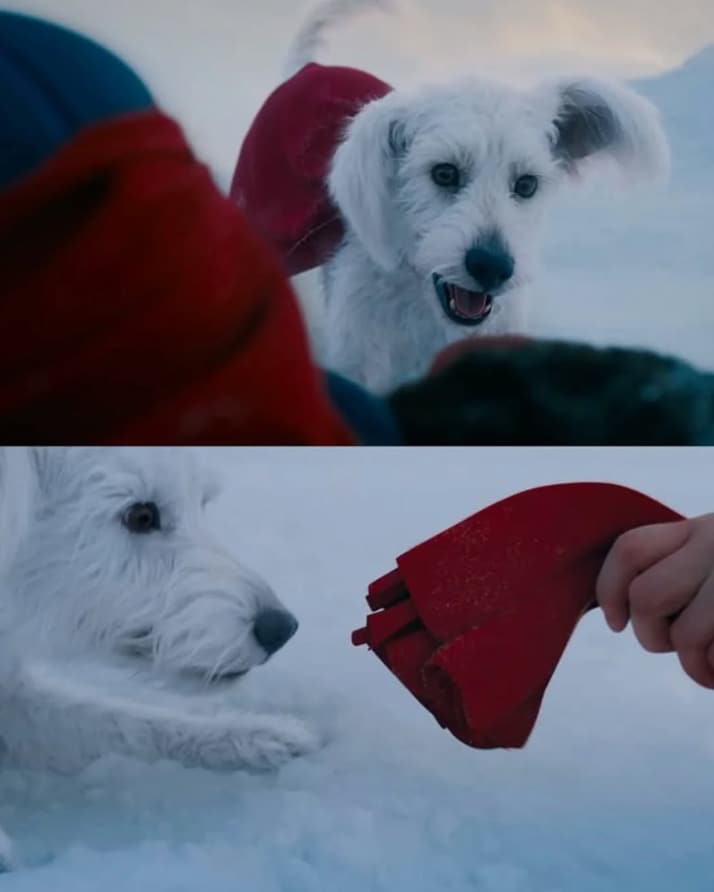 Krypto in James Gunn's 'Superman.'
