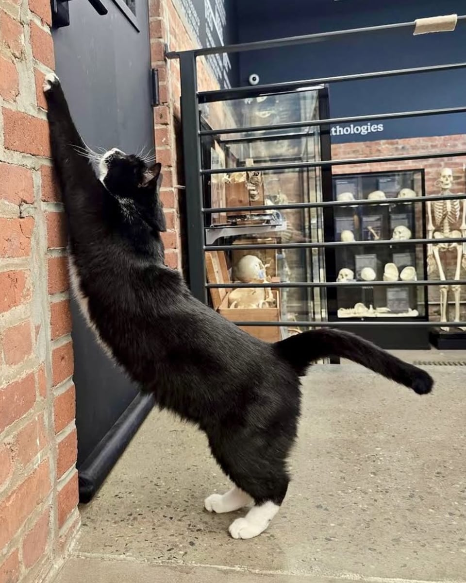 Bone Jovi was adopted and officially joined the museum staff as their new mascot and professional mouser.