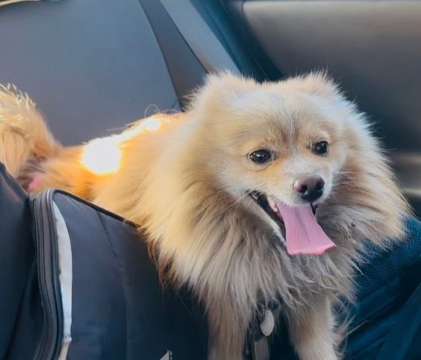 Emotional reunion between missing dog and owner during LA fires