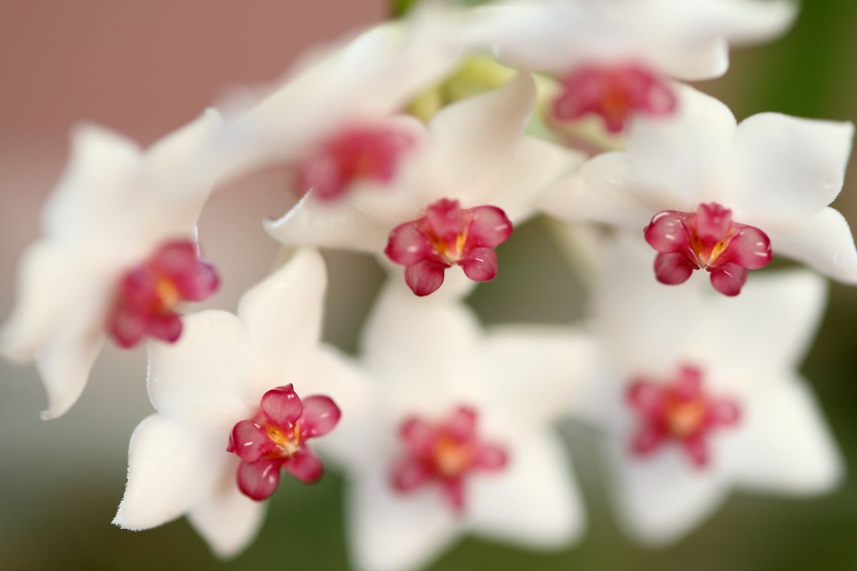 A bunch of bloomed Hoya flower.