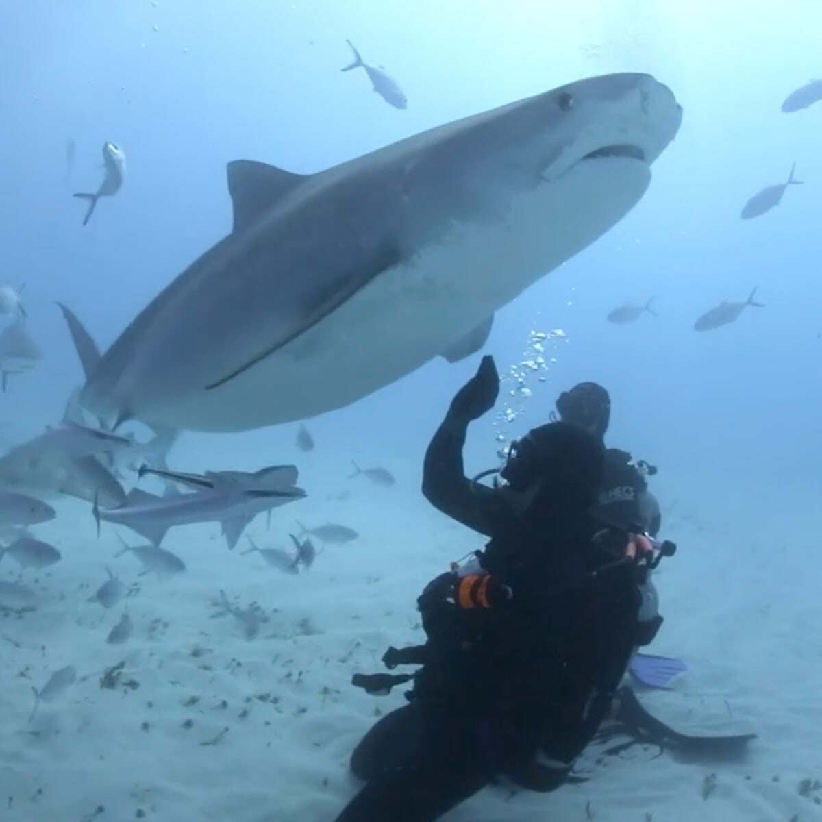 Will Smith swimming with sharks