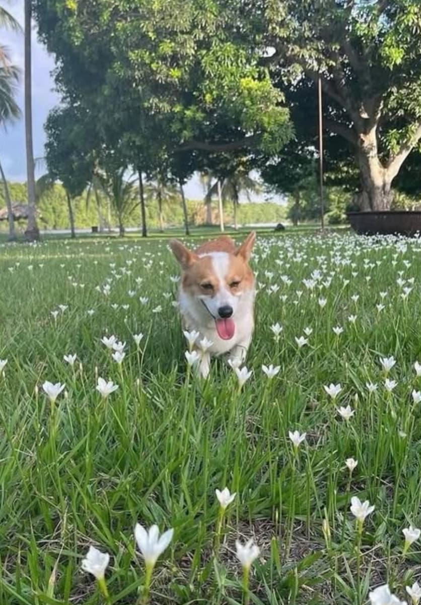 "My dog’s name was Rocco, and he was my baby. I was with him for ten years," Fatima said.