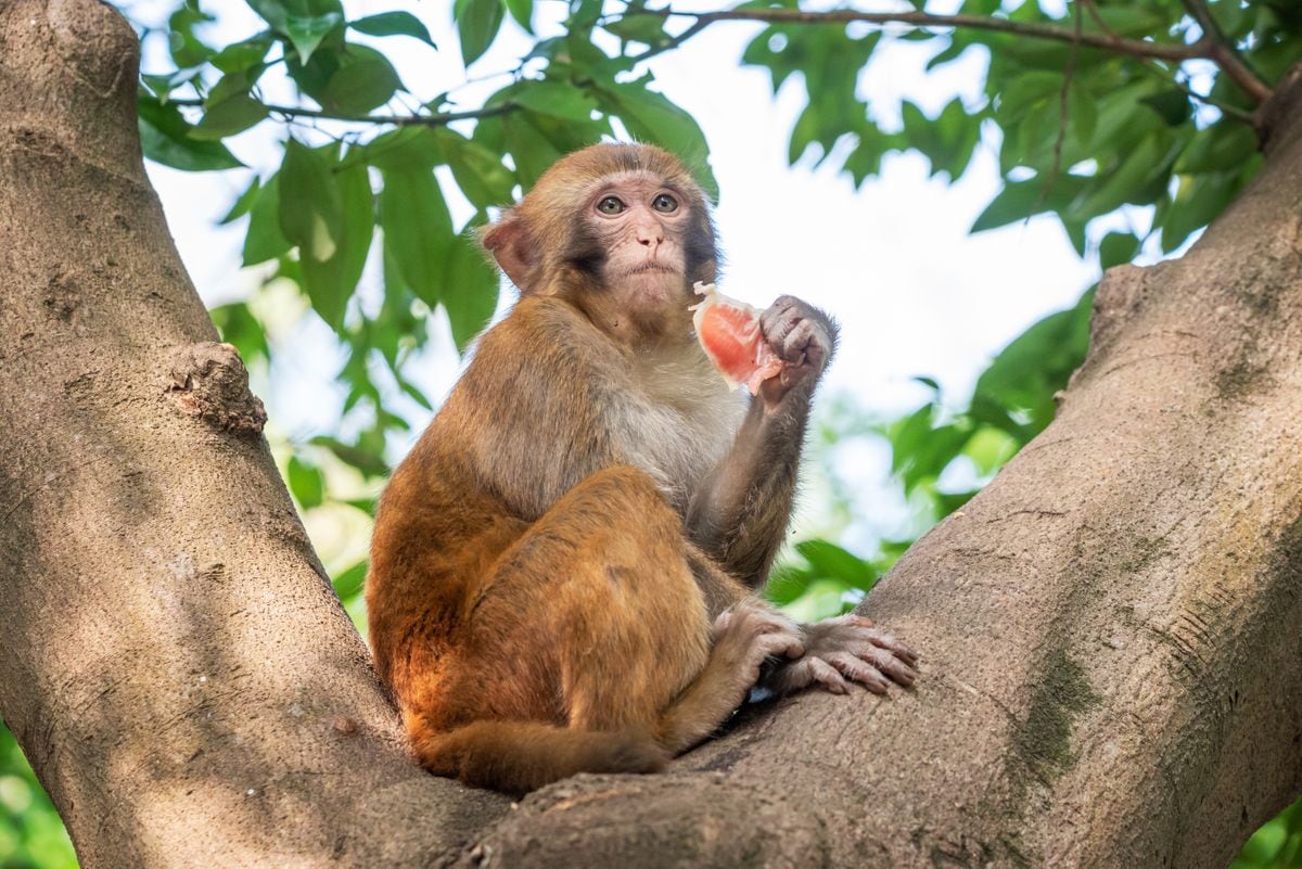 Rhesus are native to Afghanistan, Nepal, Thailand, Pakistan, India, Southeast Asia, and China