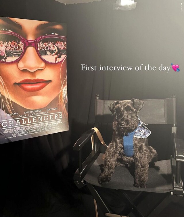 Pet of the week: Meet Zendaya and Tom Holland's adorable dog Noon