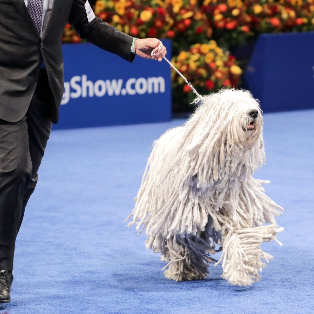 The National Dog Show Presented by Purina - Season 2021