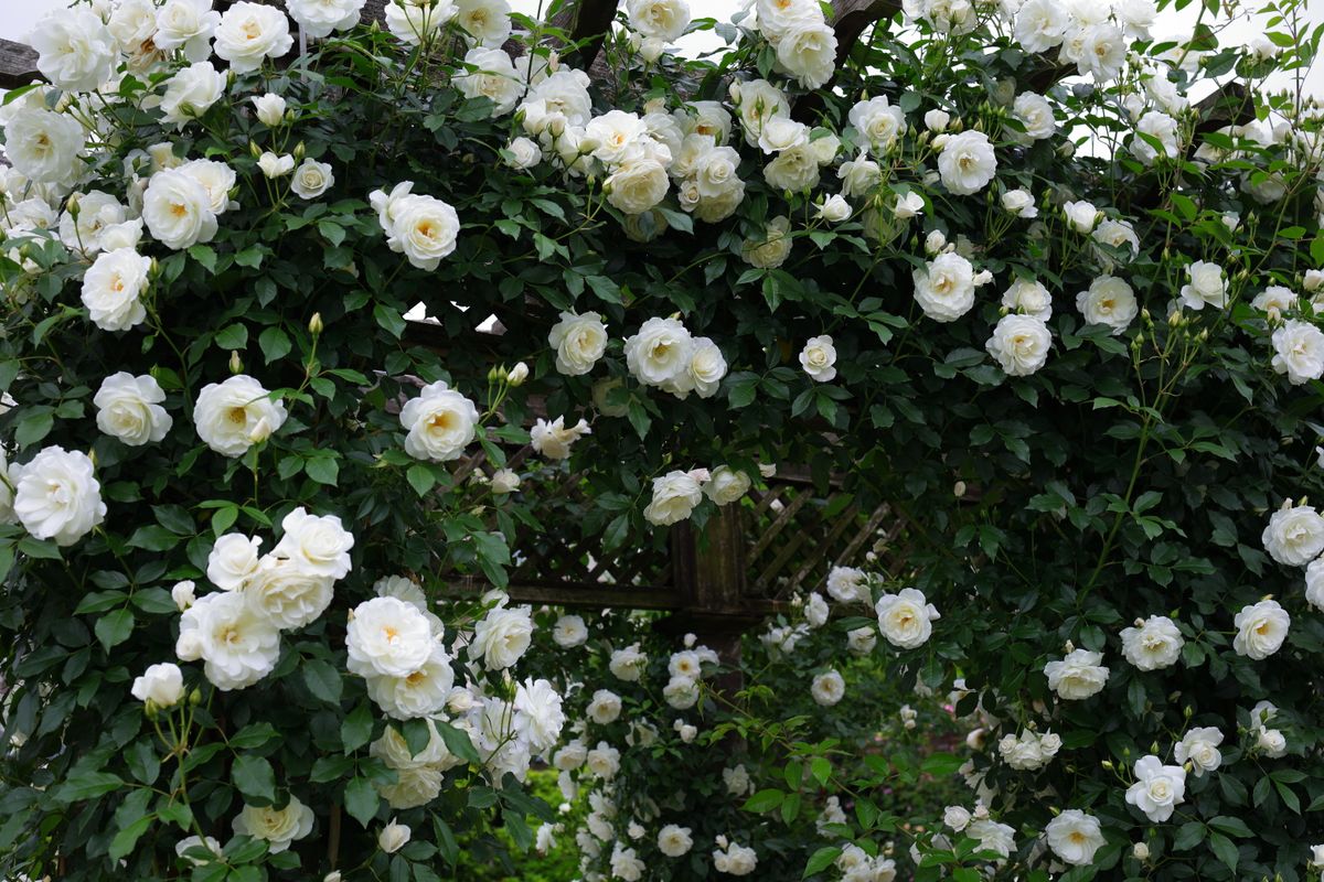 Rosa Climbing roses in full bloom