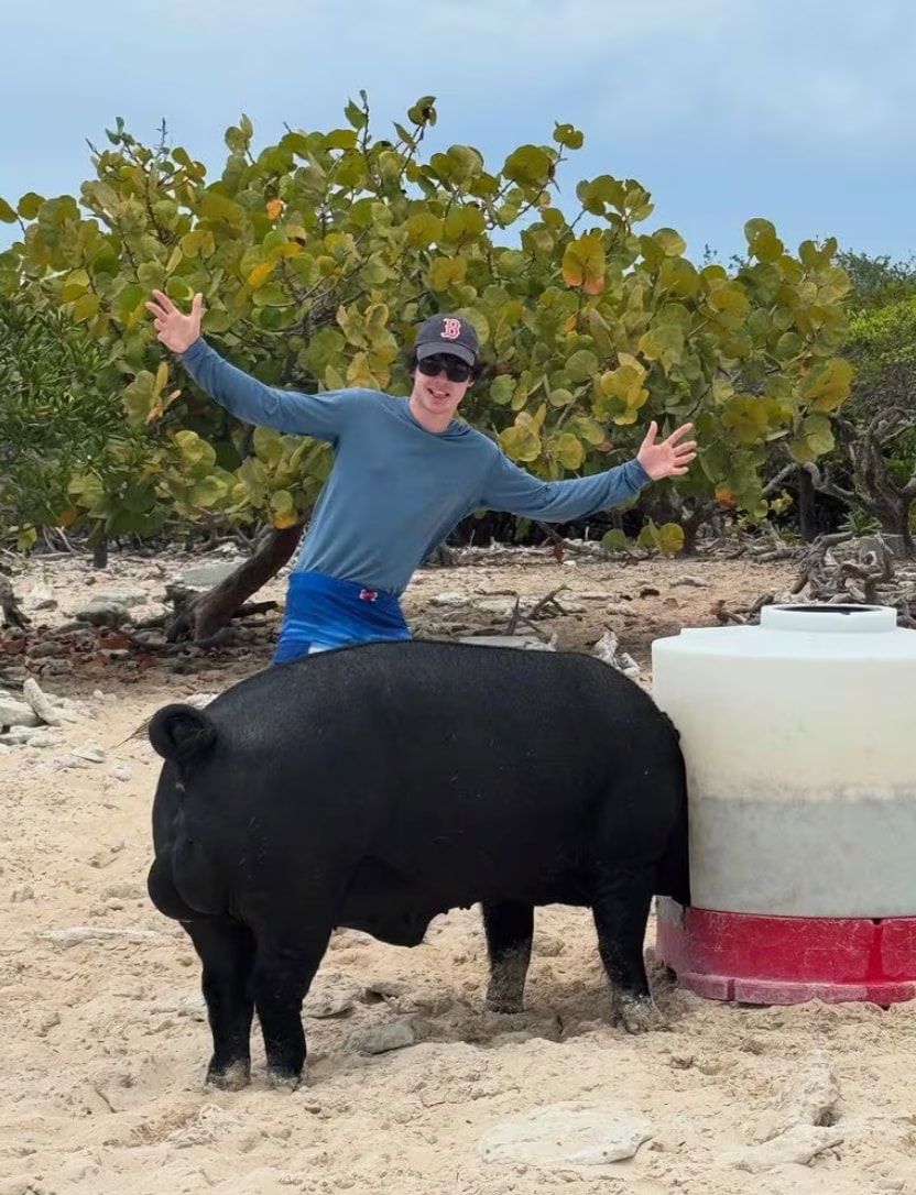 Tino shares a playful moment with some local beach pigs in the Bahamas.