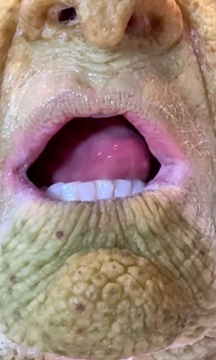 Heidi Klum's makeup is detailed and immersive, her skin coated in green, eyebrows dyed to match, and a bald cap topping it all.