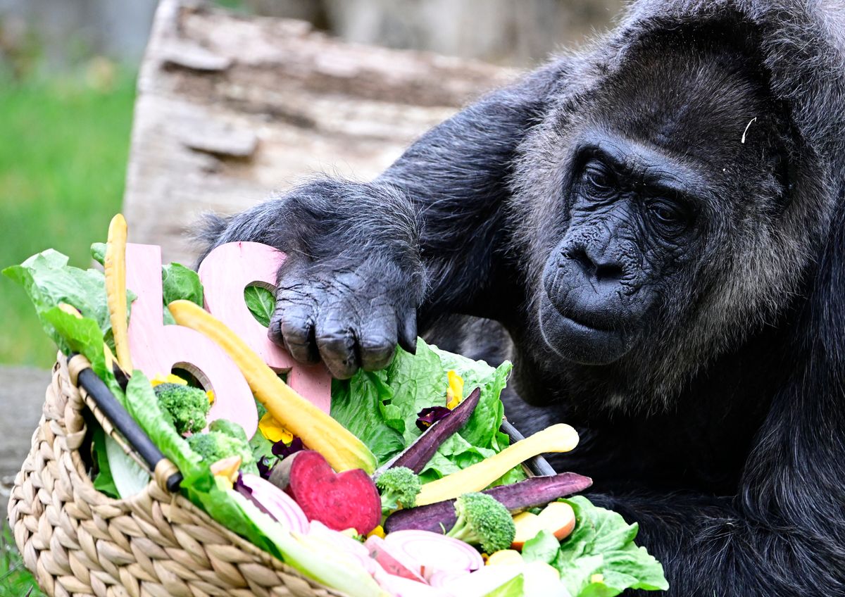 Fatou looked happy with her feast