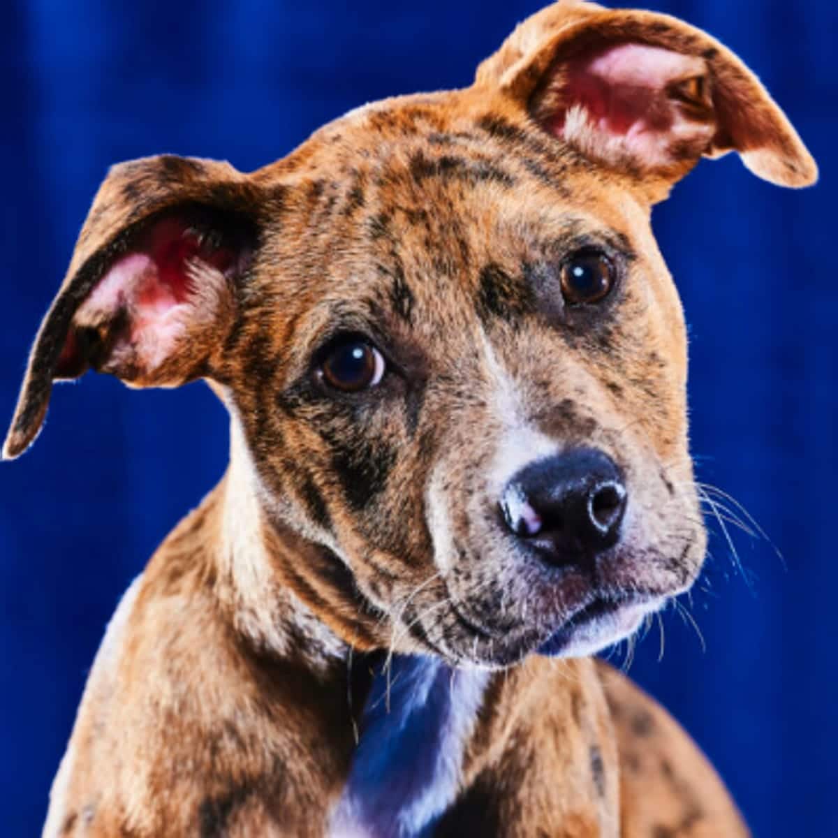 Tailen Hurts, Team Fluff - Brandywine Valley SPCA