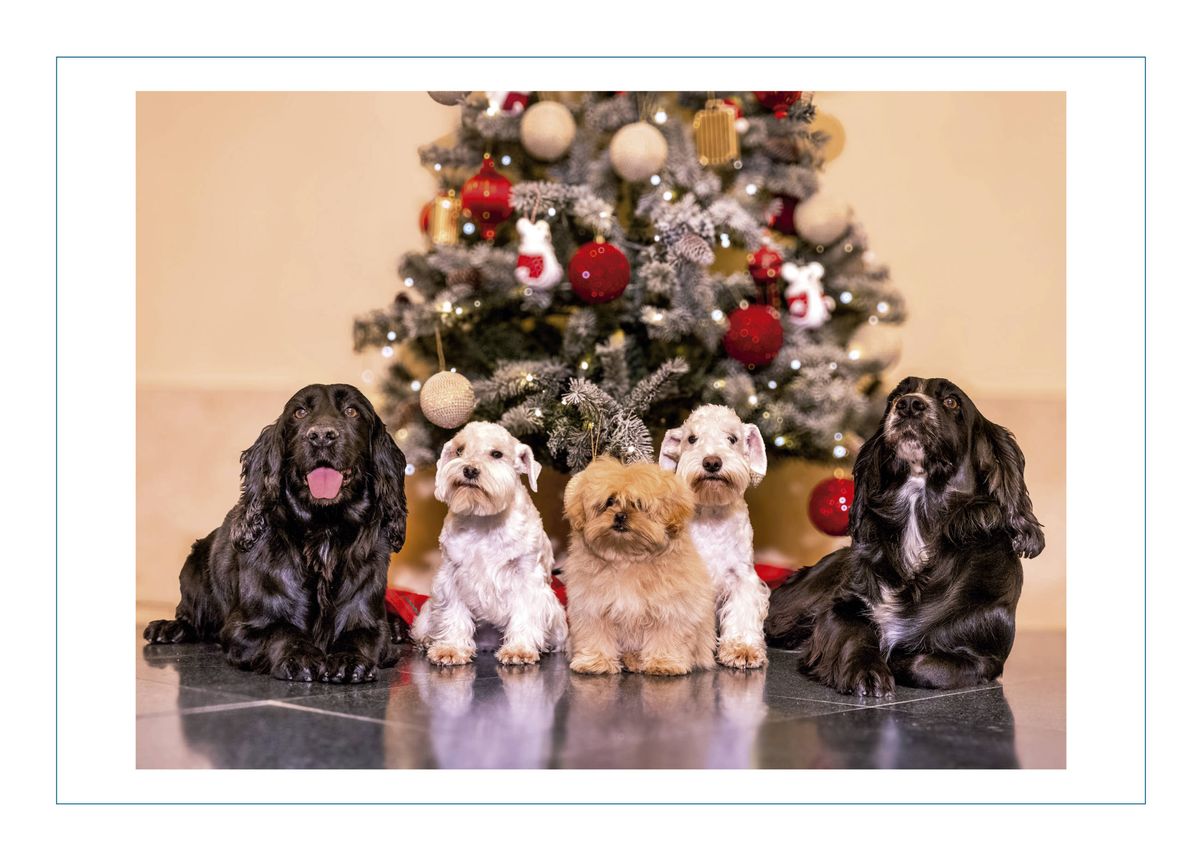 The Spanish Royal Family shared its official Christmas card, featuring the Queen's beloved pups